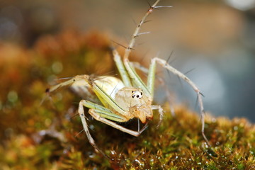 Macro Photography of Jumping Spider on old moss in nature for background