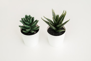 artificial tree , fake succulent tree for design and decoration of home on white table background