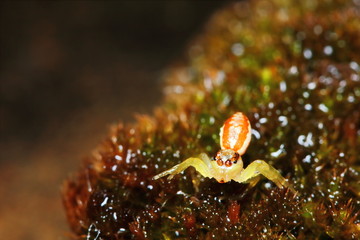 Macro Photography of Jumping Spider on old moss in nature for background
