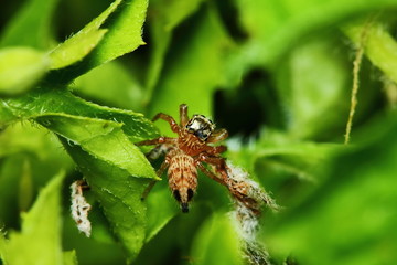 Macro Photography of Jumping Spider on Green Leaf