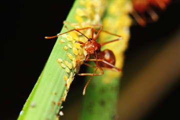Ant action standing on tree branch in the morning for background
