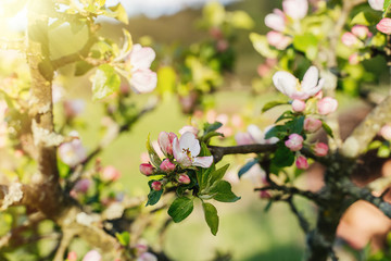 Blossoming of a young apple tree in a field in May