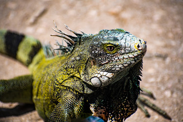 close up of an iguana head looking at it's food. Green and black. Lights and shadows on iguana