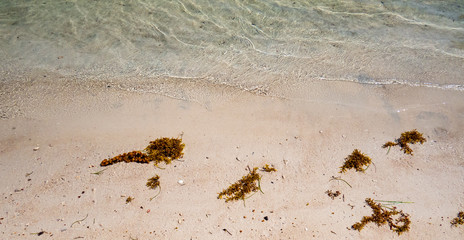 Sandy beach close-up with small algae and clear salty water from the Ocean.
