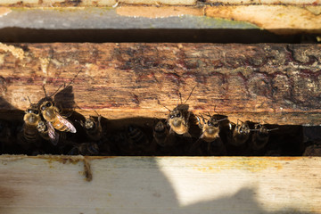 Close up view of the opened hive body showing the frames populated by honey bees. Apiary beekeeper
