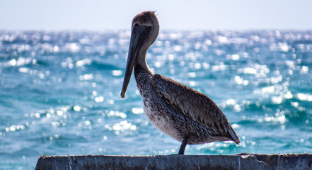 Proud pelican standing tall on a stone block in front of the Ocean and under the sunlight of Riviera Maya, Mexico.