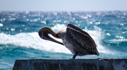 Tropical Nature: Pelican washing his feathers with his long beak in front of the Ocean.