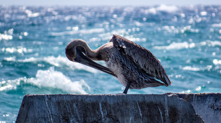 Pelican washing his feathers with his long beak in front of the Ocean.