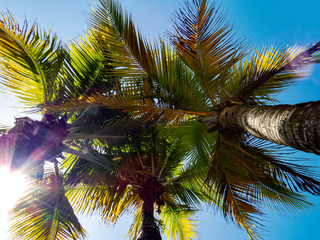 A lot of healthy palm trees with big leaves and the bright sunlight of Riviera Maya, Mexico.