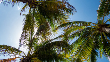 Fototapeta na wymiar Healthy and beautiful palm trees under the sunlight of a sunny day in Riviera Maya, Mexico.