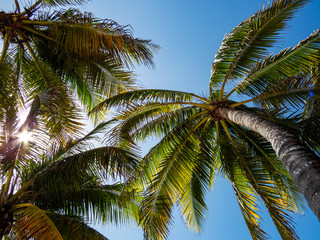 Fototapeta na wymiar Many palm tree tops under the sunlight of Riviera Maya, Mexico.
