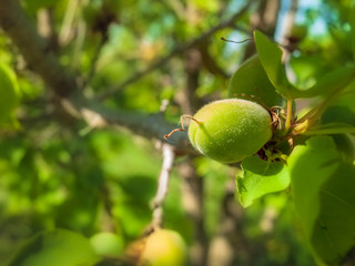 Green unripe apricot fruit on a branch. Shooting against a light source, close-up, narrow focus.