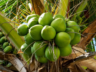 Bunch of nutritive and not ripe coconuts under the bright sunlight of Riviera Maya, Mexico.