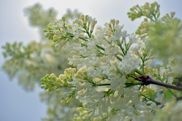 Beautiful flowers of white lilac. Close-up. May. Moscow.