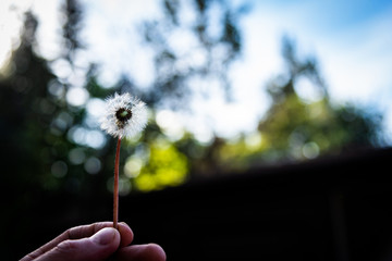 Fototapeta premium Man holding a sunlit dandelion to a blue sky 