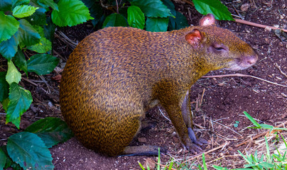 Tropical Animal: Cute brown Mexican Agouti searching everywhere for food.