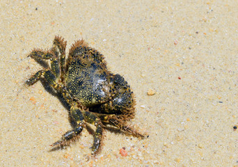 View from above on the crab on the sand by the sea