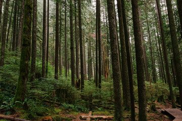 Fototapeta premium Sea of Trees