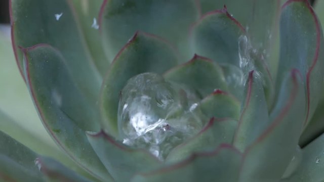 Water Droplets On Echiveria Succulent Plant In Slow Motion