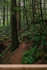 footpath in the woods