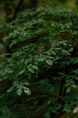 rain drops on a leaf