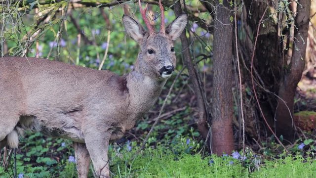 Male Deer eats fresh bedstraw