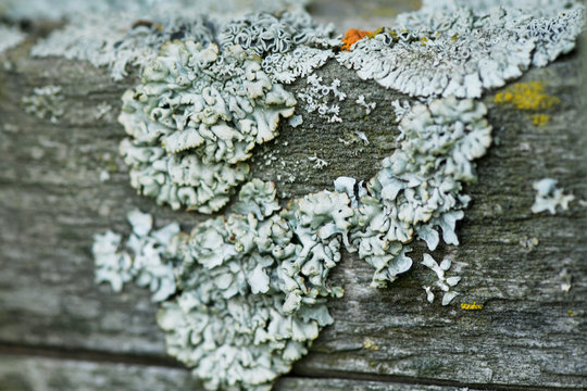 Blurred background. The epiphytic lichen Parmelia Sulcata on the tree in the garden. Mold, lichen on a tree close-up