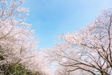 Fototapeta na wymiar 満開の桜並木