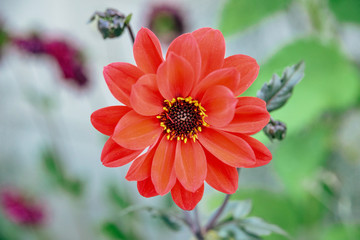 Dahlia