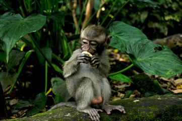 Naklejka na ściany i meble Long tail indonesian monkeys or balinese macaque in Mandala Suci Wenara Wana or Ubud Sacred Monkey Forest Sanctuary at Ubud city in Bali, Indonesia
