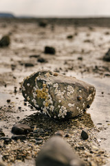 Sea Rock