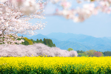満開の桜と菜の花　西都原古墳群