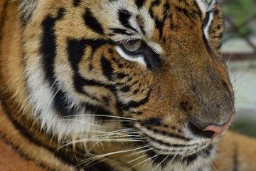 Face of a female tiger