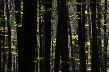 Buchenwald im Nationalpark Hunsrück-Hochwald