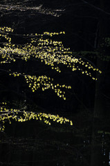 Buchenwald im Nationalpark Hunsrück-Hochwald