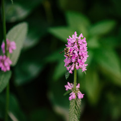 bee on a flower