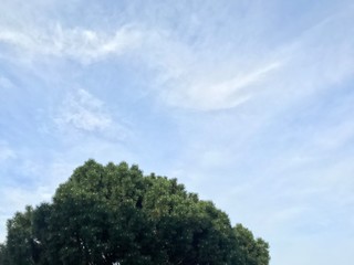 Obraz premium trees in the sky