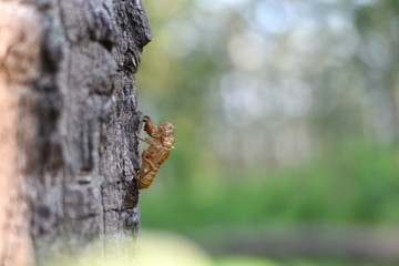 Cicadas molting on the tree. Cicada stains, Beautiful nature scene Insect molting cicadas in...
