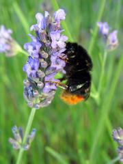 Bourdon noir et orange