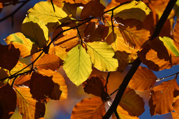 Buchenlaub im Herbst