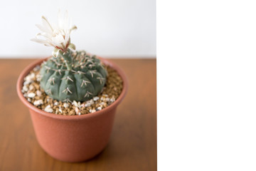 Beautiful cactus in pot put on wood table with Stay home.