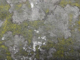 lichen on stone