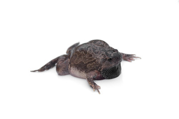 Bullfrog isolated on white background.