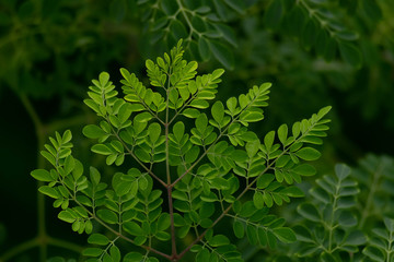 close up of green leaves of Moringa