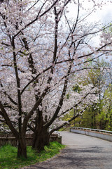 Naklejka na ściany i meble japan sakura ：橋の袂で咲く桜