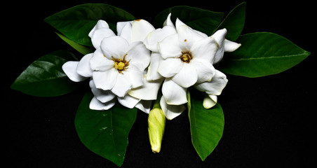 White gardenia flowers and green leaves arranged on a black background.