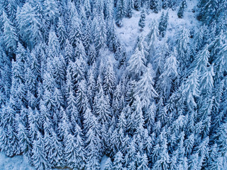 Aerial top view to snowy trees of winter pines. Middle of the winter. High needles in the forest. Beautiful nature landscape from drone. Blue colour of the year. Texture, pattern and structure.