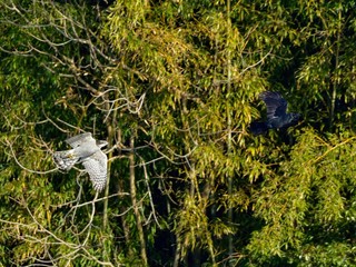 オオタカとカラスのバトルシーン