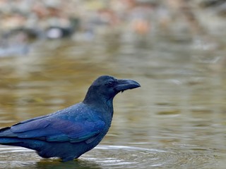 すまし顔で水浴びするハシブトガラス