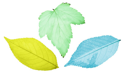 colored tree three leaf skeletons on white